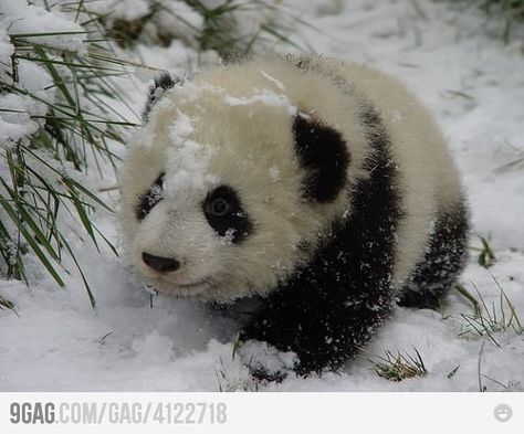 Baby Panda Snow Panda, Baby Pandas, Panda Stuff, Baby Panda Bears, Love Panda, Panda Lindo, Panda Baby, Giant Pandas, Panda Panda