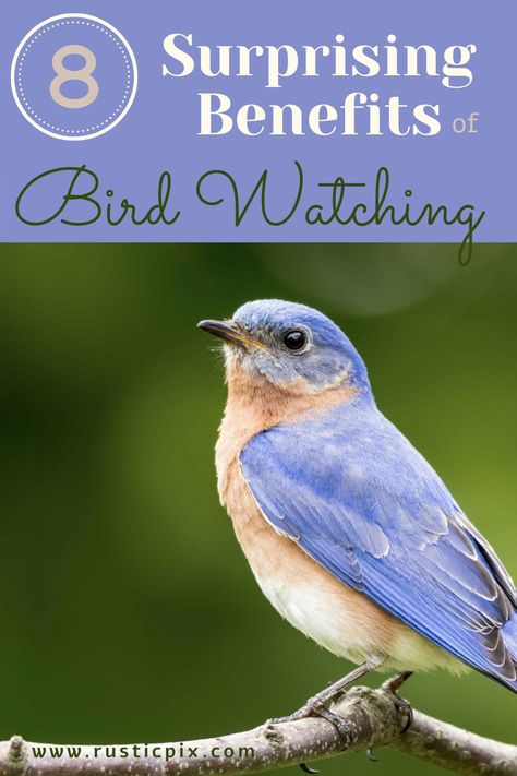 Bird Watching Quotes, Bird Watching Aesthetic, Bellflower California, Backyard Birds Watching, Nature Education, Homemade Bird Feeders, Bird Watcher, Wildlife Habitat, How To Attract Birds