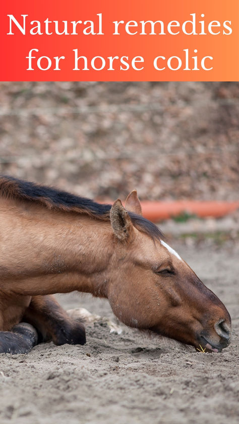 Discover effective natural remedies for horse colic, including herbal and homeopathic treatments, hydration tips, and preventive measures to keep your horse healthy and colic-free. Colic In Horses, Colic Remedies, Hydration Tips, Equine Care, Horse Supplements, Horse Tips, Cold Home Remedies, Holistic Healing, Natural Medicine