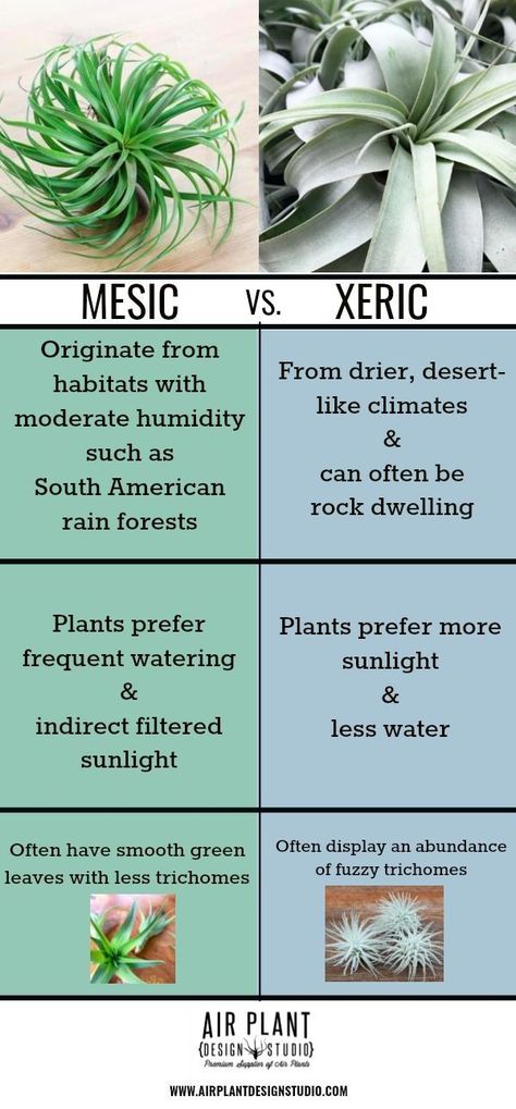 Mesic Vs. Xeric Air Plants Check more at https://gardening.teknodayi.net/index.php/2020/04/04/mesic-vs-xeric-air-plants/ House Jungle, Types Of Air Plants, Air Plants Diy, Air Plant Garden, Large Air Plants, Plant Display Ideas, Wall Vases, Air Plants Care, Sunny Window