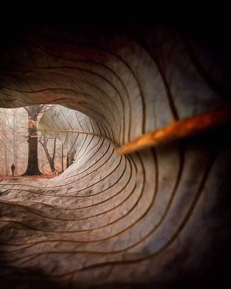 Nature is Lit on Twitter: "🔥 Through the lens of a fallen leaf! 🍁 Photo by William Smith… " Perspective Photography, Creation Photo, Fotografi Digital, Beginner Photo Editing, Creative Photography Techniques, Foto Tips, Picture Story, Foto Art, Trik Fotografi