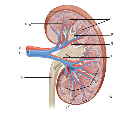 Label the Kidney Anatomi Dan Fisiologi, Kidney Anatomy, Joints Anatomy, Human Kidney, Sistem Pencernaan, Science Tools, Diagram Design, Anatomy And Physiology, Special Education Classroom