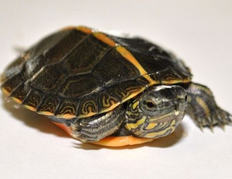 southern painted turtle Snap Turtle, Southern Painted Turtle, Yellow Bellied Slider, Tmnt Oc, Eastern Box Turtle, Slider Turtle, Painted Turtle, Turtle Pond, Box Turtle