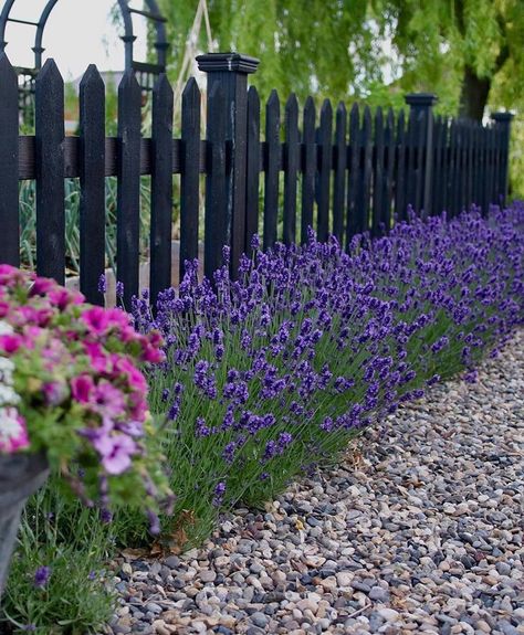 Lavender Hedge, Garden Ideas To Make, Garden Answer, Front Yard Plants, Cottage Garden Design, Lavender Garden, Beautiful Flowers Garden, Front Yard Garden, Sweet Romance