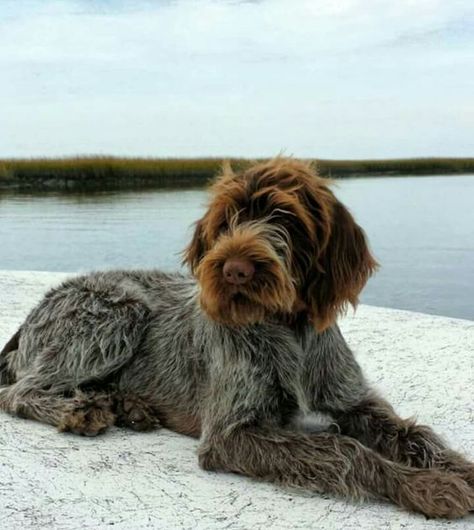 German Wired Hair Pointer Puppy, Wire Hair Pointer, Long Haired Pointer, Wired Haired Pointer, German Long Haired Pointer, Wirehaired Pointing Griffon Puppies, Wire Haired Dogs, German Wired Hair Pointer, Wired Haired Pointing Griffon