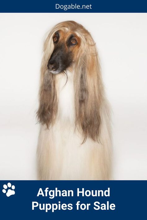 Afghan Hound Puppies for Sale Afghan Hound Puppy, Afghan Hounds, Hound Puppies, Afghan Hound, Puppies For Sale, How To Find, Adult Coloring Pages, Adult Coloring, Cute Dogs