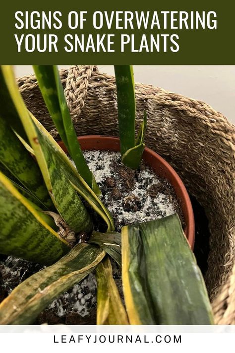 Watch out for overwatering your beloved Snake Plants! 🚫🌿 Learn to spot the telltale signs of excess moisture: yellowing leaves, wilting, and root rot. Keep these low-maintenance beauties thriving with our helpful tips! Yellow Snake, Snake Plants, Root Rot, Soft Spot, Health Guide, Plant Health, Water Me, Plant Roots, Yellow Leaves