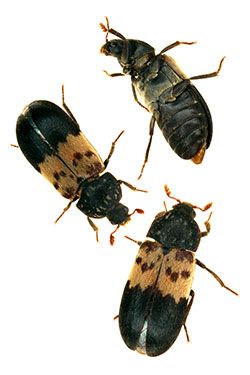 Insect Reference, Dermestid Beetles, Household Bugs, Carpet Beetles, Pet Reptiles, Cool Bugs, Reptiles Pet, Colorado Homes, Black Carpet