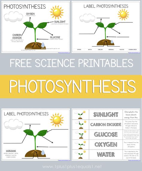 Free Photosynthesis science printables for kids #1plus1plus1 #science #homeschool Photosynthesis For Kindergarten, Photosynthesis Kindergarten, Botany For Kids, Teaching Photosynthesis, Photosynthesis Activity, Plants Grade 3 Science, Photosynthesis Lesson Plan, Photosynthesis Middle School, Physics For Kids