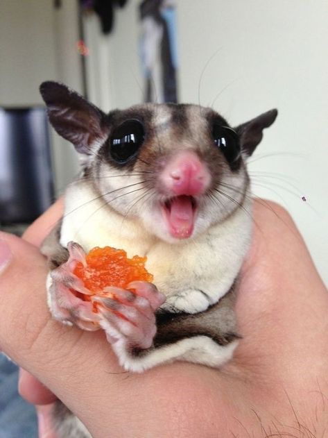 Let These 25 Adorable Pictures of Sugar Gliders Lift Your Spirits Sugar Glider Pet, Sugar Bears, Sugar Gliders, Reptiles Pet, Alaskan Malamute, Sugar Glider, Zooey Deschanel, Exotic Pets, 귀여운 동물