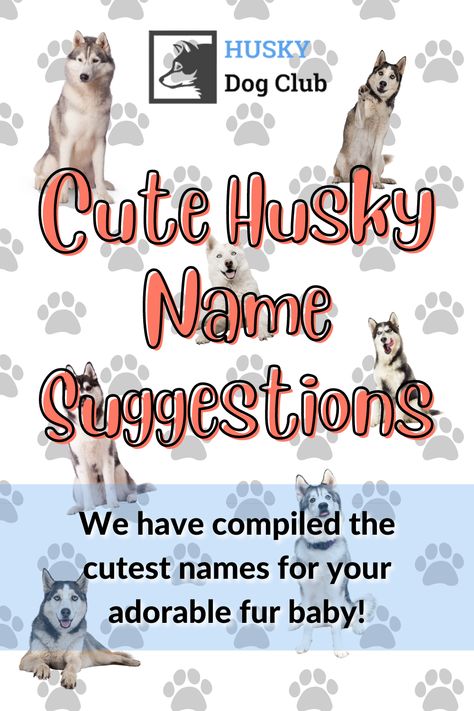 Need inspiration for cute husky name? From 'Blaine' to 'Lia', choosing the perfect name for your new husky pup is a fun-filled journey! Check out our blog post for unique and adorable names! #CuteHuskyNames Husky Puppy Names, Husky Names, Exotic Names, Husky Breeds, Husky Owner, Find Name, Dog Club, Cute Husky, Name Suggestions