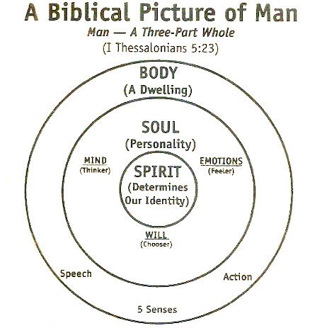 Three Parts Of Man — Body, Soul, Spirit | For His Glory Soul Vs Spirit, Medieval Alchemy, Body Soul Spirit, Soul And Spirit, Bible Study Help, Spirit Soul, Amplified Bible, Spirit Science, Spiritual Truth