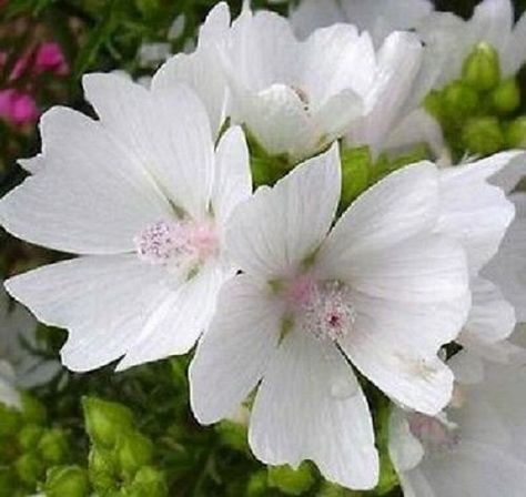 White Perfection Malva Flower Seeds / Moschata / Perennial 40+ by YouMakeMeSmileSeeds on Etsy White Musk Flower, Malva Flower, Malva Moschata, Moon Gardens, Mallow Plant, Hollyhocks Flowers, Diffuser Oil, Aloe Gel, Moon Garden