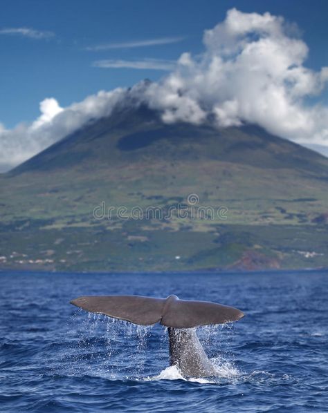 Sperm whale in front of volcano. Sperm whale starts a deep dive in front of volc , #affiliate, #volcano, #starts, #front, #Sperm, #whale #ad Azores Islands, Sperm Whale, Vector Graphics Design, Lonely Planet, Volcano, Vector Graphics, Diving, Stock Images, Stock Photos