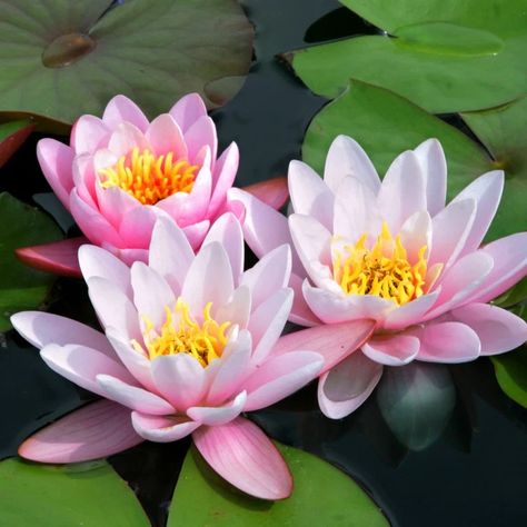 Nymphaea Lotus, Japanese Plants, Koi Painting, Lotus Garden, Water Lilly, Pond Plants, Hooked Rugs, Lily Pond, Garden Care