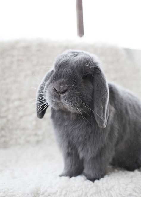 grey bunny Mini Lop Bunnies, Mice And Men, Rabbit Pictures, Rabbit Breeds, Beautiful Rabbit, Mini Lop, Bunny Care, Cute Bunny Pictures