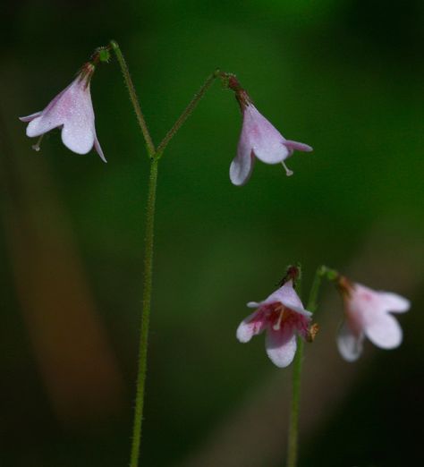 Linnea flower. The flower of Sweden. Named after Carl Linnaeus Linnea Flower Tattoo, Linnea Borealis, Linnea Flower, Linnaea Borealis, Swedish People, Carl Linnaeus, Swedish Heritage, Tattoo Realism, Swedish Language