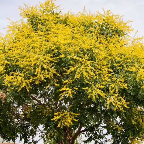 Scientific:  Koelreuteria paniculata Common: Golden Raintree Zone 5 H 25-40 ft S 25-40 ft Colors Yellow Rain Tree, Pinterest Plant, Golden Rain Tree, Identify Plant, Palm Coast, Growing Greens, Invasive Plants, Food Forest, Shade Trees