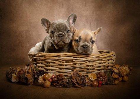 Litter Photoshoot, Puppy Photoshoot Ideas, Fall Puppy, Puppy Photo Shoot, Puppy Picture Ideas, Indoor Photoshoot Ideas, Dog Photoshoot Pet Photography, Puppy Photoshoot, Dog Photography Poses