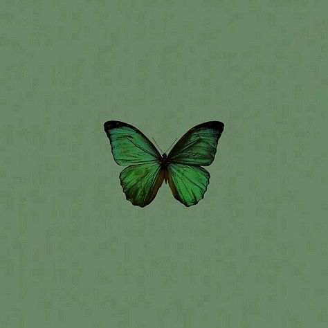 Canola Hand Pics, Green Butterfly Aesthetic, Sage Butterfly, Green Widget, Butterfly Aesthetic, Instagram Hacks, Insta Highlights, Bow Wallpaper, Phone Theme