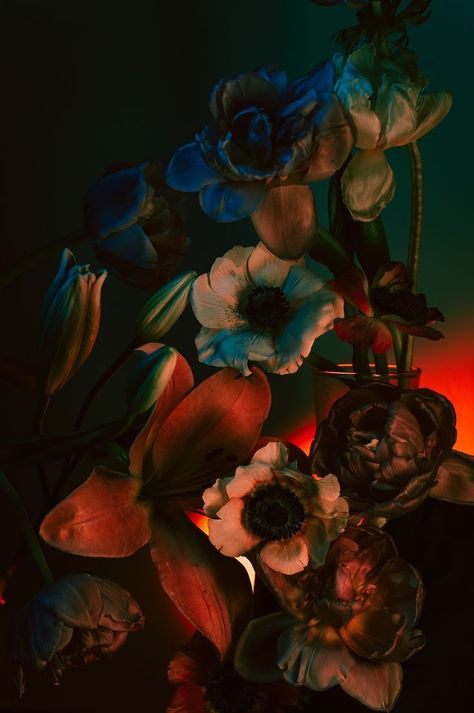 Dark Floral Background, Dark Floral Aesthetic, Photography Plants, Flower Reference, Flower Dark, Moody Florals, Dark Botanical, Dark Florals, Moody Art