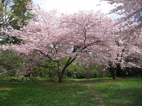 Prunus X Yedoensis, Prunus Yedoensis, Family Tree Images, Small Ornamental Trees, Yoshino Cherry Tree, Small Trees For Garden, Spring Scenery, Plant Structure, Blooming Trees