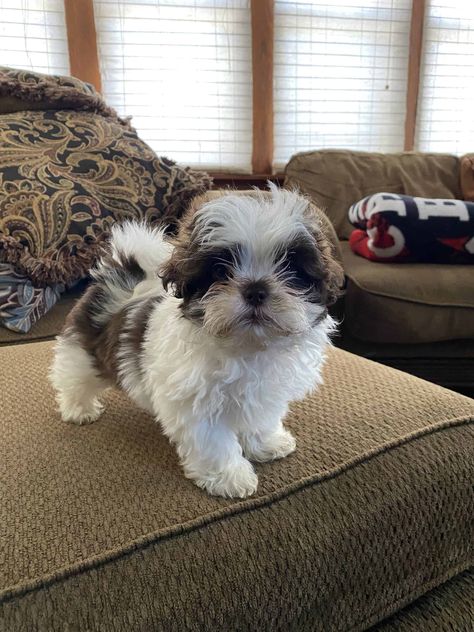 Shih Tzu Poodle Mix Puppies, Quotation Sample, Shih Tzu Poodle Mix, Small Dogs For Sale, Cute Puppies For Sale, Shih Tzu For Sale, Baby Shih Tzu, Teacup Shih Tzu, Shichon Puppies