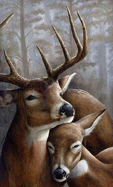 Deer love Whitetail Deer Pictures, Deer Artwork, Deer Drawing, Regnul Animal, Deer Pictures, Deer Painting, Deer Art, Wildlife Paintings, Whitetail Deer