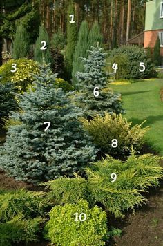 Evergreen Landscape, Conifers Garden, Privacy Hedge, Landscaping Trees, Evergreen Garden, Privacy Landscaping, House Landscaping, Front Landscaping, Garden Shrubs