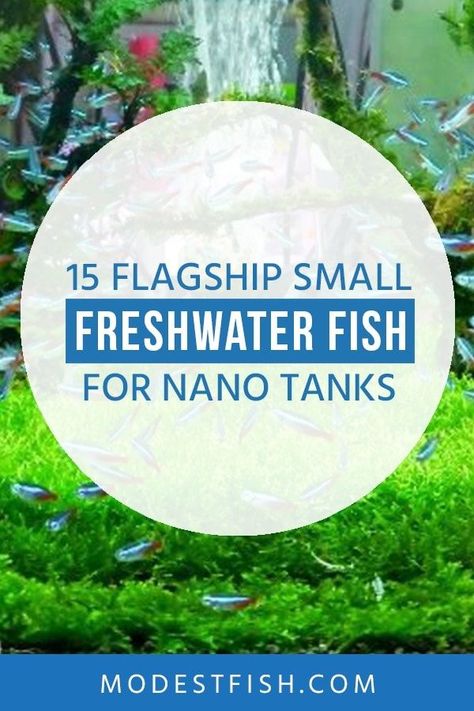 In this guide, I'll share with you my flagship choices for the best small freshwater fish for nano tanks so you can set up a stunning aquarum at home #modestfish #aqaurium #fish #freshwater Turtle Paludarium, Chili Rasbora, Fish Care Tips, Paludarium Ideas, Aquarium Design Ideas, Aquarium Tips, Nitrogen Cycle, Fish Freshwater, Fish Bowls