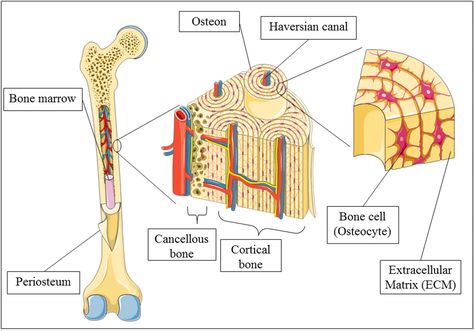 Osteology (OSTEOLOGIA) - the science of the bones Bone Diagram, Skeletal Muscle Anatomy, Medical Diagrams, Structure Of Bone, Skeletal System Anatomy, Bone Anatomy, Anatomical Illustration, Anaerobic Respiration, Muscle Diagram