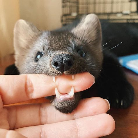 Woman Rescues This Sable From Becoming Someone's Coat, Decides To Keep Her As A Pet Since She's Not Fit To Live In The Wild | Bored Panda Wild Baby, Pretty Animals, Silly Animals, Cute Creatures, In The Wild, Exotic Pets, Cute Little Animals, 귀여운 동물, Cute Funny Animals