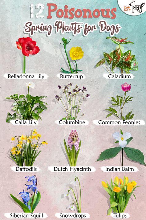 12 Poisonous Spring Plants for Dogs Toxic Flowers, Plants Toxic To Dogs, Plants For Dogs, Natural Dog Remedies, Dog Safe Plants, Campanula Flowers, Dog Friendly Plants, Hyacinth Plant, Geranium Plant