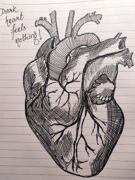 A black ink pen sketching of a biological heart saying Dark heart feels nothing. Organ Drawings, Lungs Sketch, Lung Drawing, Lungs Drawing, Heart And Lungs, It Hurts Me, Nursing Notes, Sketch Ideas, Pen Sketch