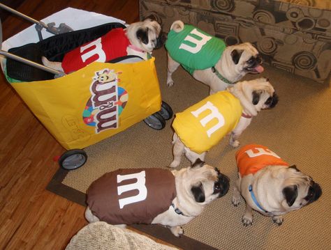 super cute pugs in M&M Halloween costumes :D #m&mPUGS Puppies In Costumes, Diy Pet Costumes, Pugs In Costume, Cute Pug Puppies, Pug Dogs, Diy Dog Costumes, Pet Halloween Costumes, Property Brothers, Pug Puppies