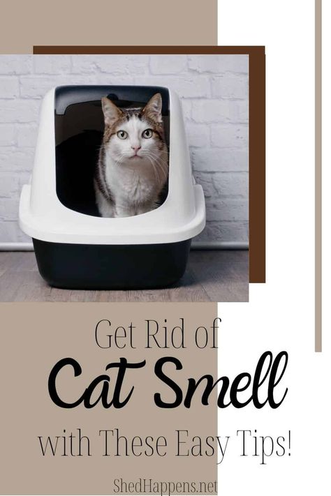 How To Make Cat Litter Not Smell, How To Get Cat Smell Out Of House, How To Get Rid Of Cat Litter Box Smell, Getting Rid Of Cat Smell In House, How To Get Rid Of Cat Smell In House, Cat Smell Out Of House How To Remove, Cat Litter Smell Get Rid Of, How To Get Rid Of Cat Pee Smell In House, Cat Smell Out Of House