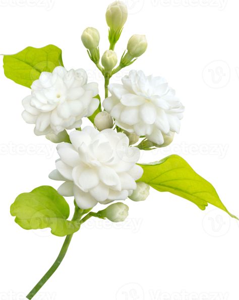 Arabian Jasmine, Jasminum Sambac, Leaf Symbol, Rosé Png, Star Jasmine, Jasmine Flower, Mothers Day Flowers, Png Download, Family Photo