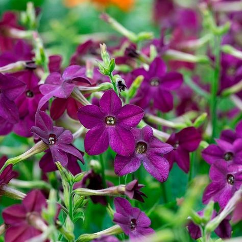 Organic Deep Purple Perfume Compact Nicotiana - Fruition Seeds Flower Layout, Purple Perfume, Purple Garden, Liquid Fertilizer, How To Attract Hummingbirds, California Poppy, Beneficial Insects, Organic Seeds, Poppy Seeds