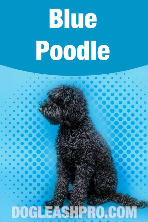 Blue Poodle: Complete Guide Blue Poodle Standard, Blue Poodle, Moyen Poodle, Miniature Poodles, Grey Poodle, Silver Poodle, Poodle Hair, Red Poodles, Poodle Puppies