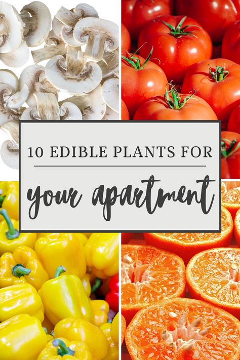 Growing plants in the city isn’t as impossible as you might think. There are plenty of fruits and vegetables that can thrive in an indoor environment or on your balcony. You don’t need to have a backyard to have a garden of your own. Here are 10 fruits and vegetables you can grow in your apartment so you can harvest your own organic food. Growing Fruits And Vegetables Indoors, Food Plants To Grow Indoors, Inside Garden Ideas, Gardening In An Apartment, Indoor Veggie Garden, Vegetables To Grow Indoors, Apartment Vegetable Garden, Growing Vegetables Indoors, Autumn Core