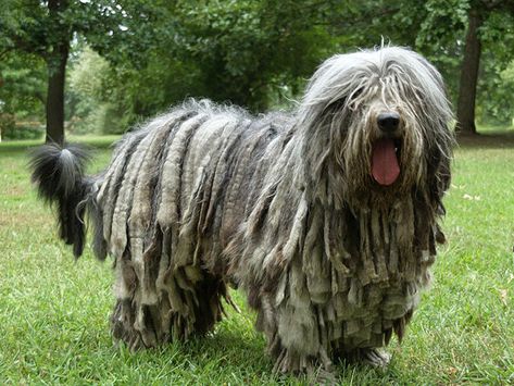 Sheepdog Aesthetic, Bergamasco Sheepdog, Every Dog Breed, Akc Breeds, All Breeds Of Dogs, Disabled Dog, Adopt Idea, Animal References, Breed Dogs