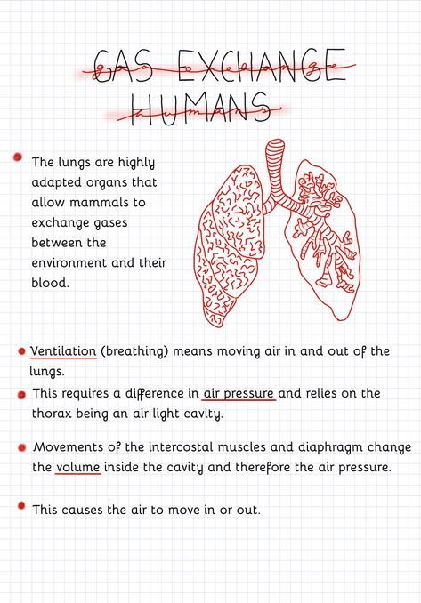 Science Notes Biology, Lungs Notes Anatomy, Biology Notes Respiratory System, Health Science Notes, Life Science Notes, Lungs Notes, Reproduction Biology Notes, Lung Anatomy Notes, Biology Reproduction Notes