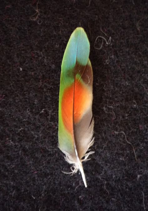 lovebird feather | ... lovebirds i discovered the joys of hoarding their tail feathers each Art Feathers, Feather Photography, Wings Feathers, Indian Feathers, Hope Is The Thing With Feathers, Green Feather, Birds Feathers, Bird Wings, Feather Wings