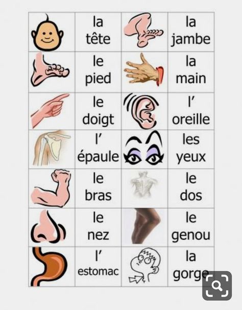 French Preschool Activities, French Body Parts, Free French Lessons, International Red Cross, Useful French Phrases, Learning French For Kids, Learn French Beginner, French Basics, French Flashcards