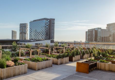 A Huge Section of Melbourne’s 2000-Square-Metre Rooftop Urban Farm Is Now Complete Rooftop Community Garden, Urban Farm Design, Urban Community, Self Watering Plants, Private Lounge, Sustainable Landscaping, Urban Agriculture, Urban Forest, Urban Farm