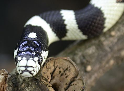 California King Snake Habitat, King Snake Enclosure, Snakes Pet, King Snakes, Snake Cute, California King Snake, Snake Pet, Snake Cages, Pet Aesthetic