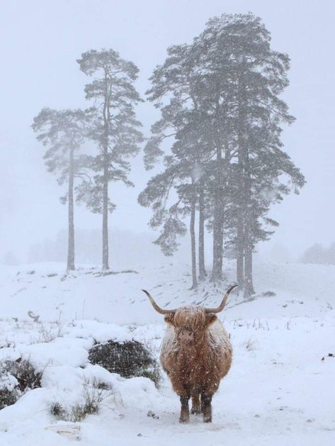 Highland Cow In Snow, Cows In Snow, Scotland In Winter, Scotland Cow, Snowy Farm, Scotland Winter, Tattie Scones, Scottish Winter, Highland Fling