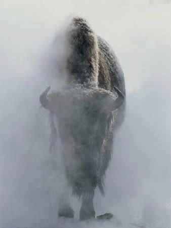 Bison snow storm Truk Ford, National Geographic Photography, Mule Deer, Manx, National Park Posters, The Fog, Appaloosa, Quarter Horse, Yellowstone National