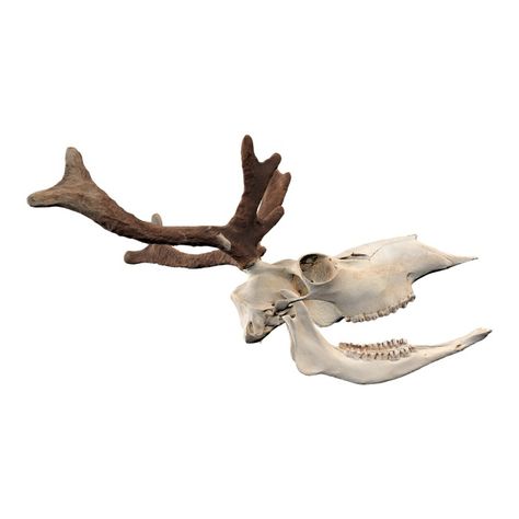 Reindeer skull 3D models download,and view in VisionPro, Meta Quest - Freecreat Reindeer Skull, Moose Skull, Elephant Skull, Cow Hooves, Sheep Skull, Male Deer, Shark Hat, Wolf Skull, Goat Skull