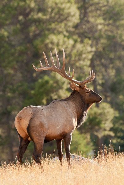 Bull Elk Photography, Elk Herd, Elk Images, Elk Art, Elk Pictures, Elk Photo, Elk Photography, Big Deer, Moose Deer